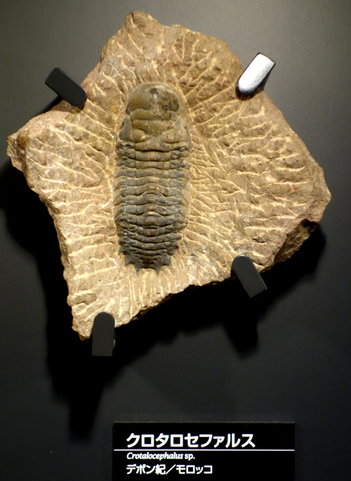 Crotalocephalus sp. - National Museum of Nature and Science, Tokyo - DSC07757
