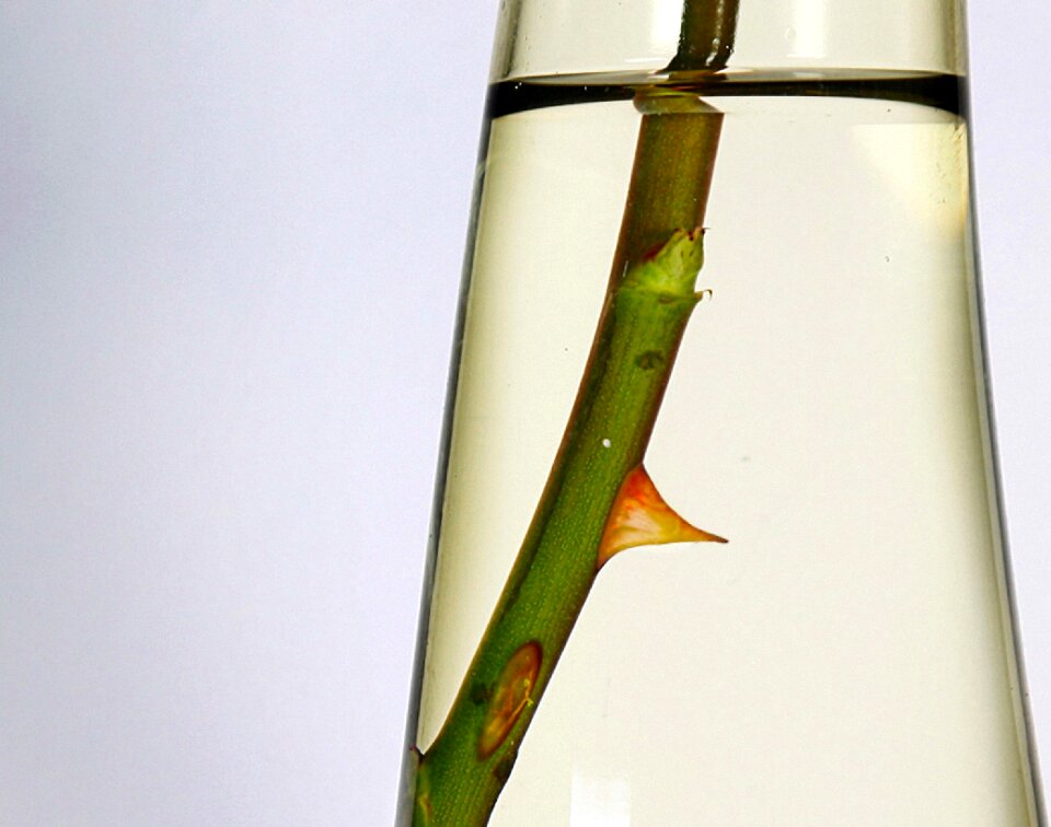 Pointed thorns water
