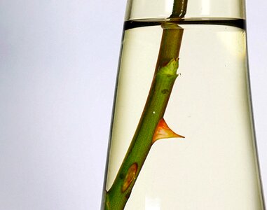 Pointed thorns water
