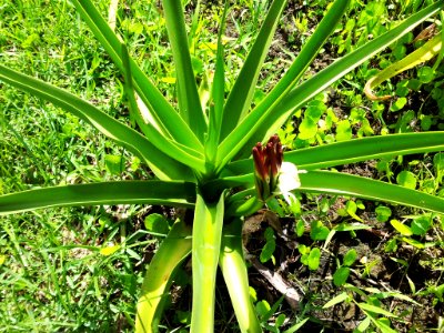 Crinum mauritianum - endemic Mauritian plant