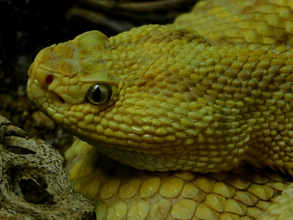 Crotalus culminatus