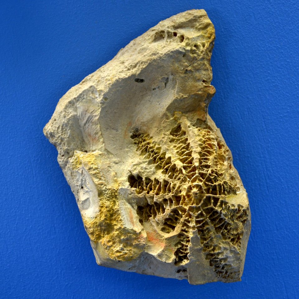 Crinoide Naturhistorisches Museum Basel 27102013 1