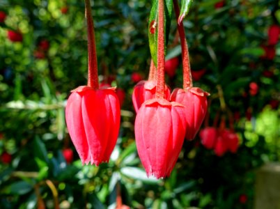 Crinodendron hookerianum - Lost Gardens of Heligan - Cornwall, England - DSC02698