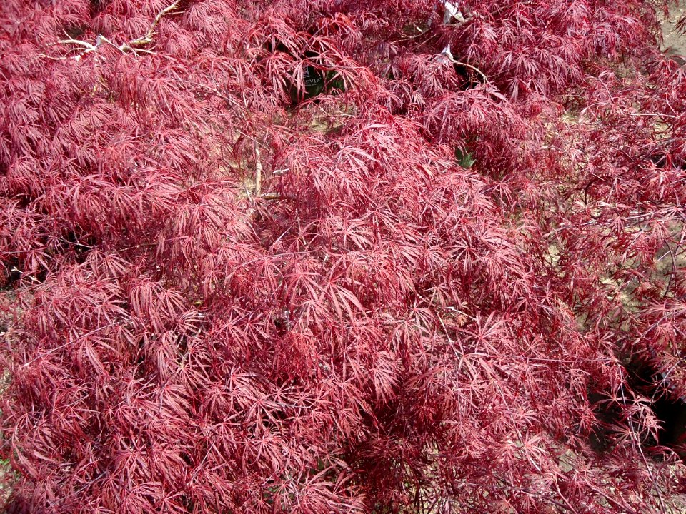 Crimson Queen Japanese Maple plants growing in NJ in April