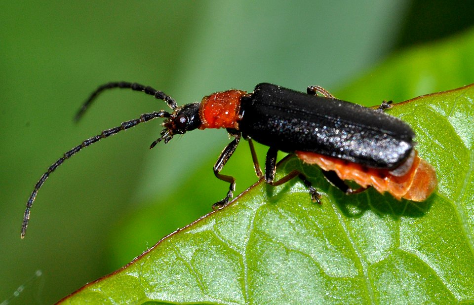 Crudosilis-ruficollis-01-fws