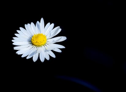 Flower nature pointed flower