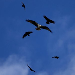 Crows Chasing Osprey (204195143)