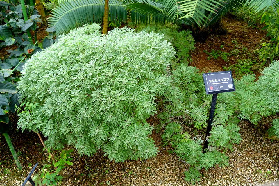 Crossostephium chinense - Shinjuku Gyo-en Greenhouse - Tokyo, Japan - DSC05914
