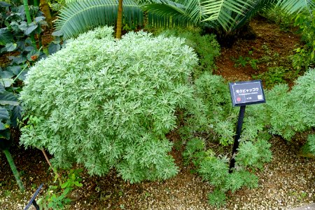 Crossostephium chinense - Shinjuku Gyo-en Greenhouse - Tokyo, Japan - DSC05914