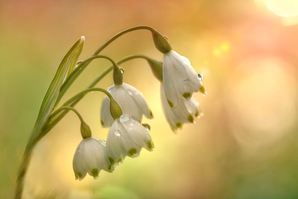 Snowflake spring flower bloom photo