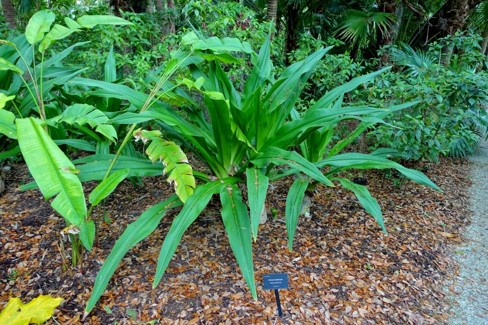 Crinum asiaticum - McKee Botanical Garden - Vero Beach, Florida - DSC03015