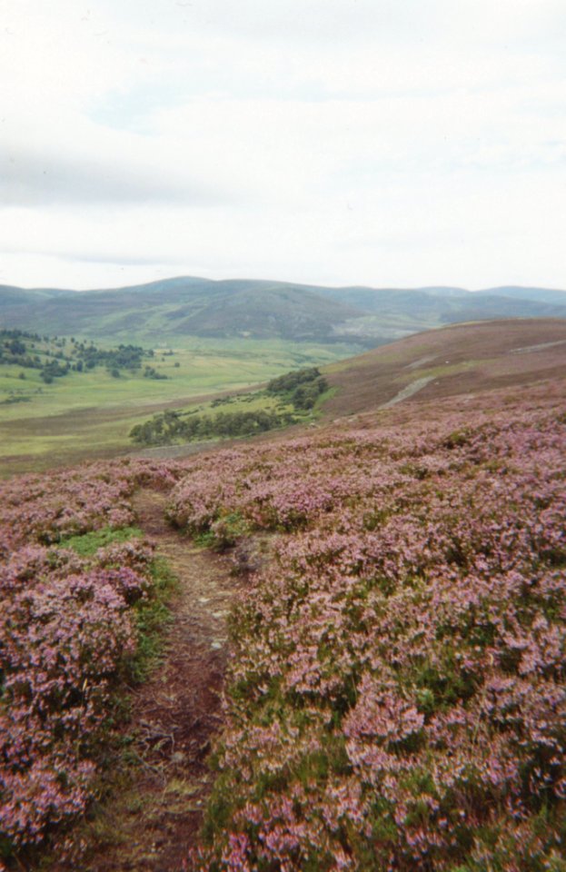 Culloden 2000-3-footpath