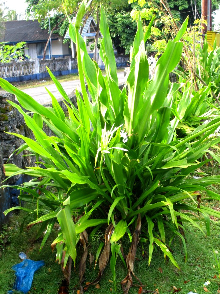 Crinum lily (Crinum asiaticum) habit