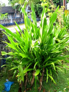 Crinum lily (Crinum asiaticum) habit photo