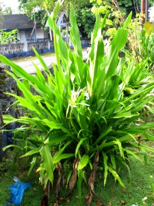 Crinum lily (Crinum asiaticum) habit