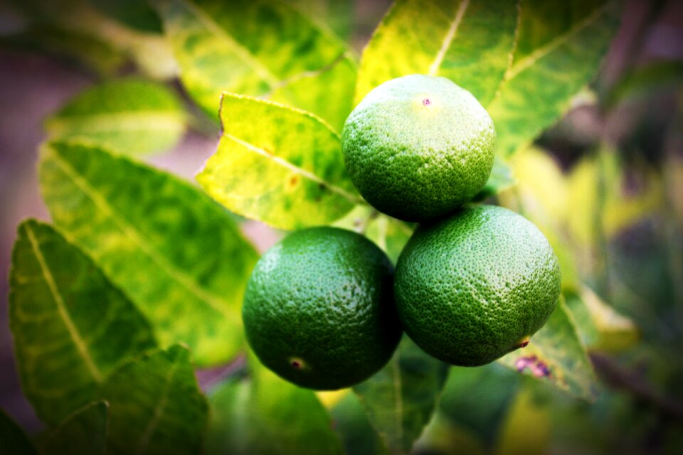 Green whole white