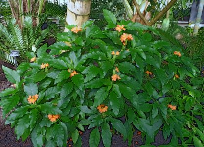 Crossandra massaica