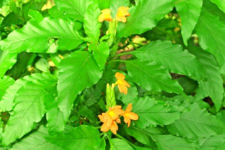 Crossandra massaica (close up)