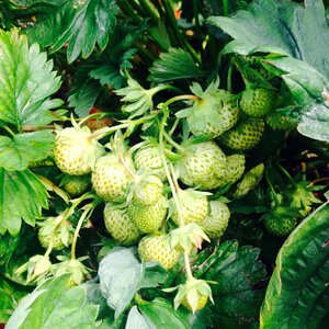 Strawberry leaves green strawberry