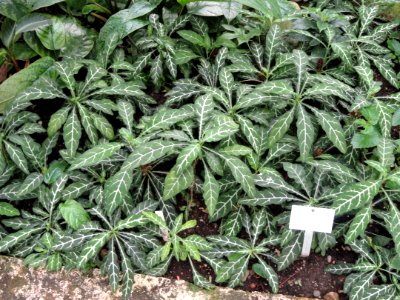 Crossandra pungens - Botanischer Garten Freiburg - DSC06302