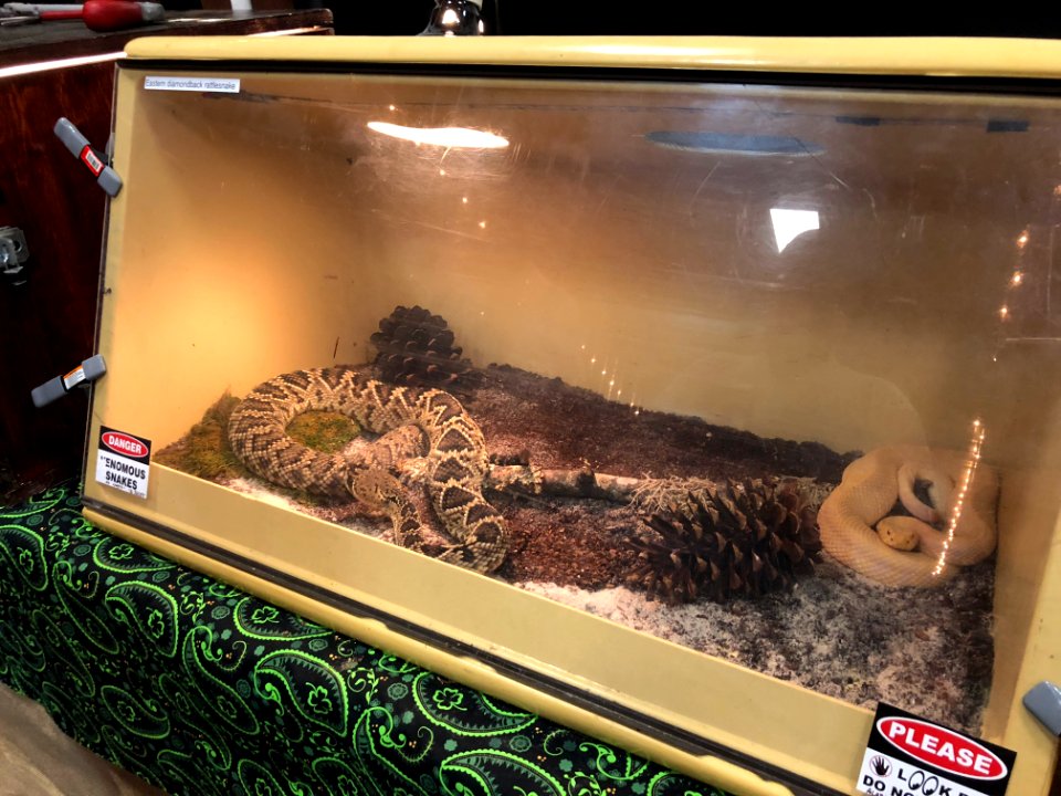 Crotalus adamanteus, Little River Canyon Center, Alabama April 2018