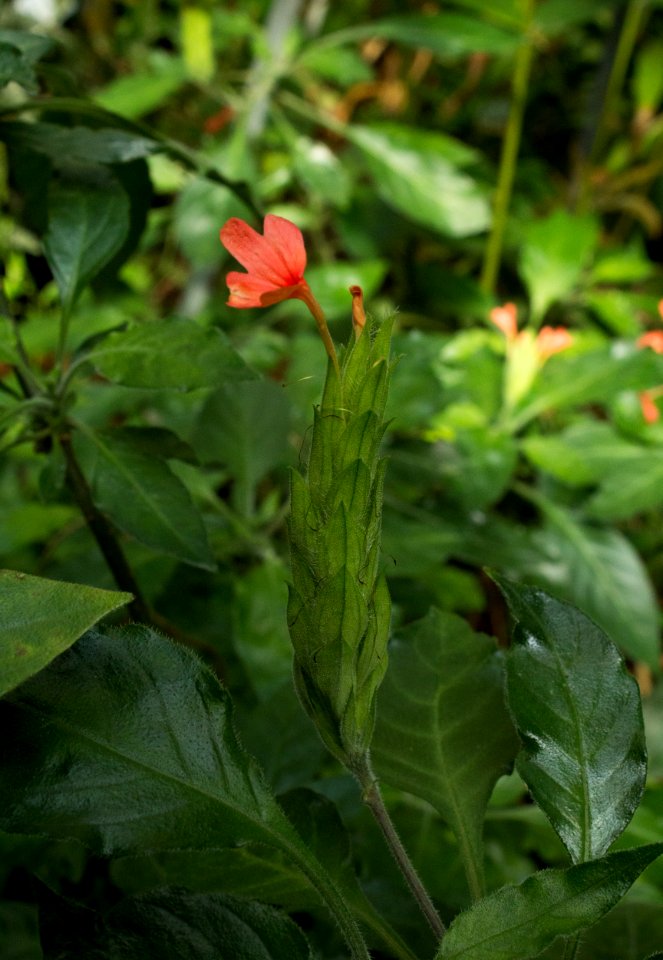 Crossandra nilotica - Botanischer Garten Dresden (3)