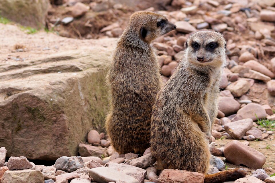 Meerkat curious vigilant photo