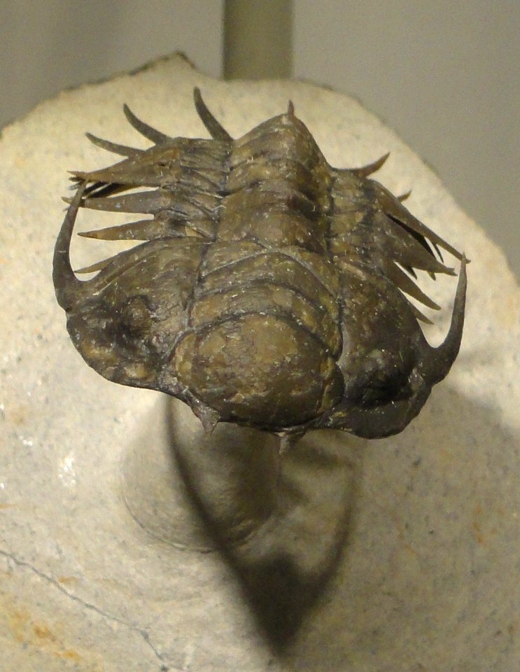 Crotalocephalus sp., Middle Devonian, Morocco - Houston Museum of Natural Science - DSC01612