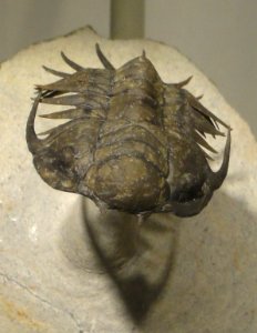Crotalocephalus sp., Middle Devonian, Morocco - Houston Museum of Natural Science - DSC01612 photo