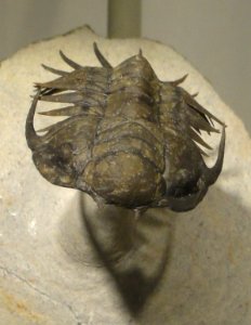 Crotalocephalus sp., Middle Devonian, Morocco - Houston Museum of Natural Science - DSC01612