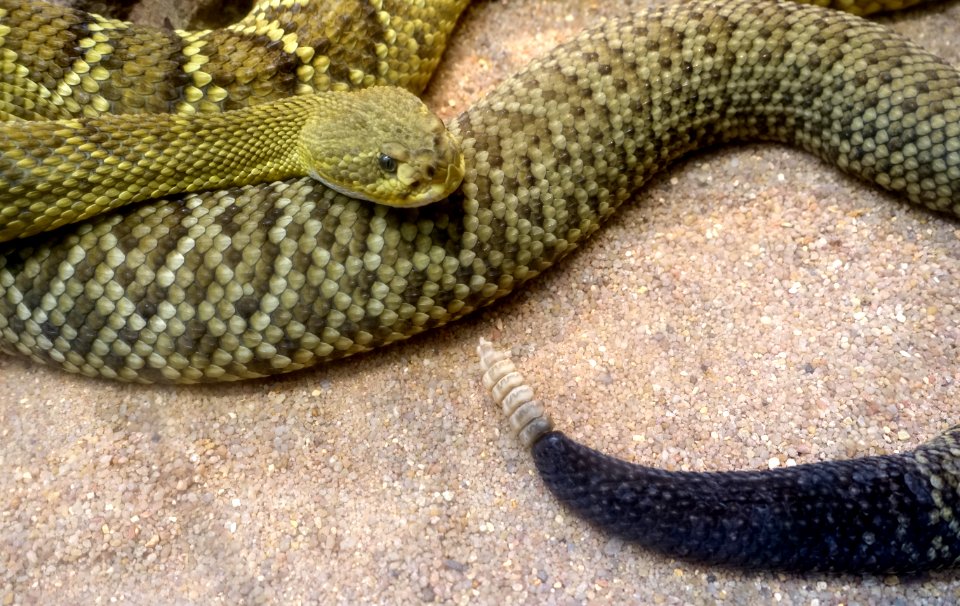 Crotalus basiliscus - Wilhelma Zoo - Stuttgart, Germany - DSC02497