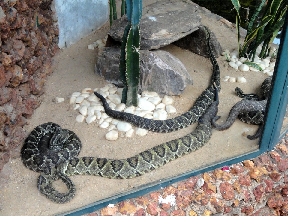 Crotalus durissus - Jardim Zoológico de Brasília - DSC09982