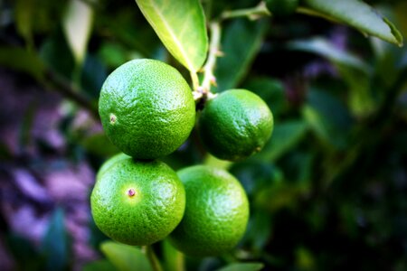 Green whole white