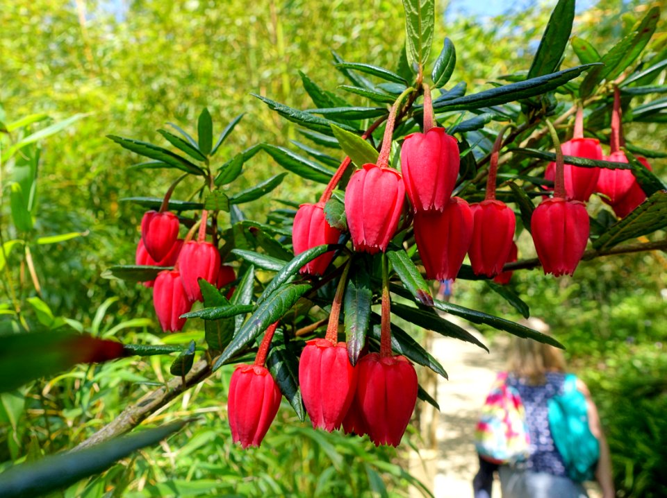 Crinodendron hookerianum - Lost Gardens of Heligan - Cornwall, England - DSC02700
