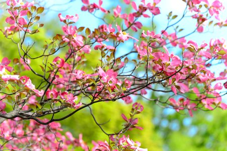 Arboretum plant japan