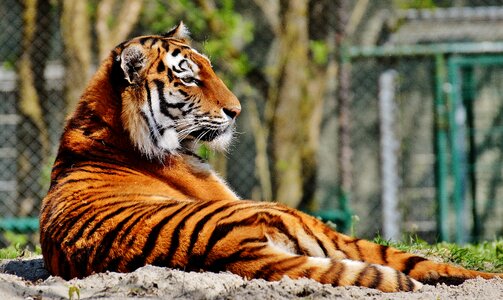 Beautiful dangerous big cat