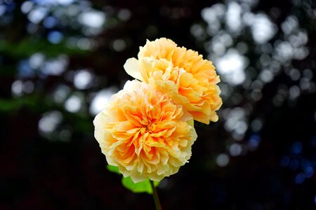 Spring nature summer