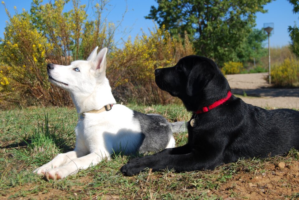 Labrador husky pets
