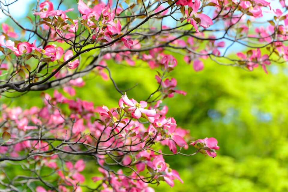 Arboretum plant japan