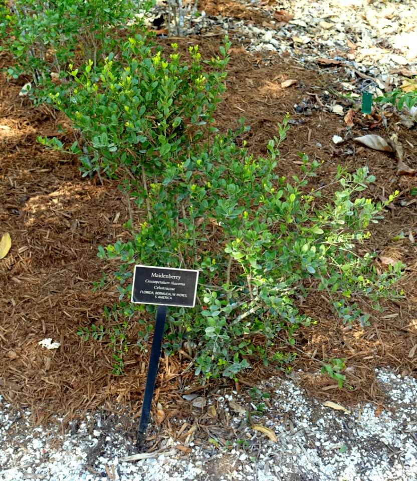 Crossopetalum rhacoma - Naples Botanical Garden - Naples, Florida - DSC00055