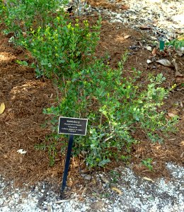 Crossopetalum rhacoma - Naples Botanical Garden - Naples, Florida - DSC00055