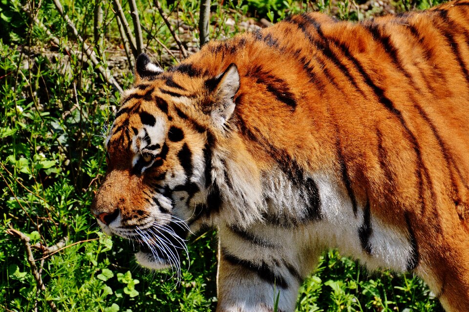 Beautiful dangerous big cat