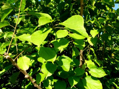 Croton sylvaticus 2