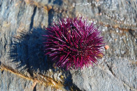 Sea ​​urchin wood purple