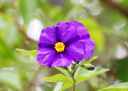Potato tree flower flower nature