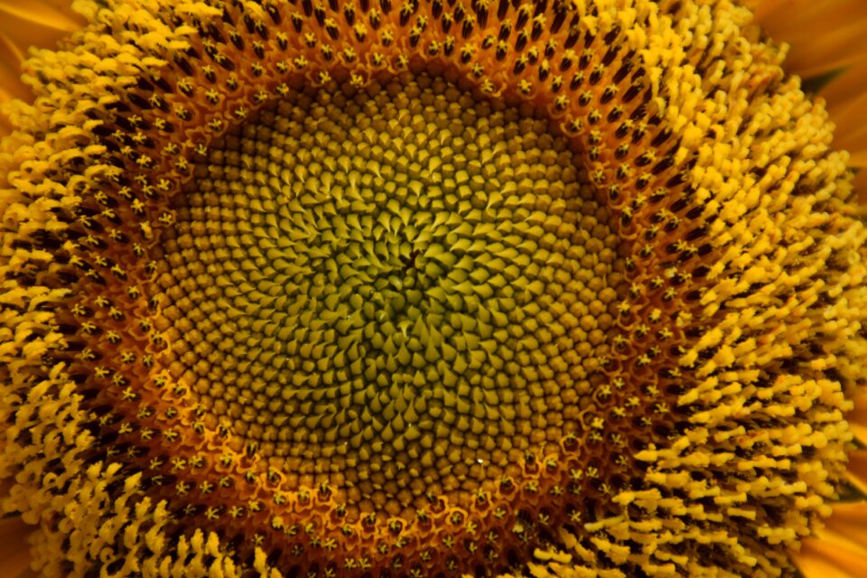 Nature blossom brown sunflower