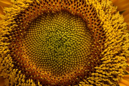 Nature blossom brown sunflower photo