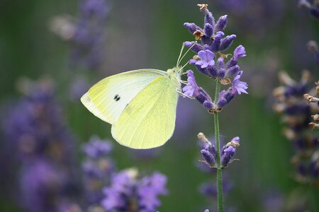 Lavender flowers summer small cabbage white ling photo