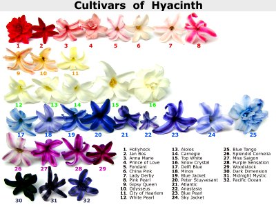 Cultivars of Hyacinth