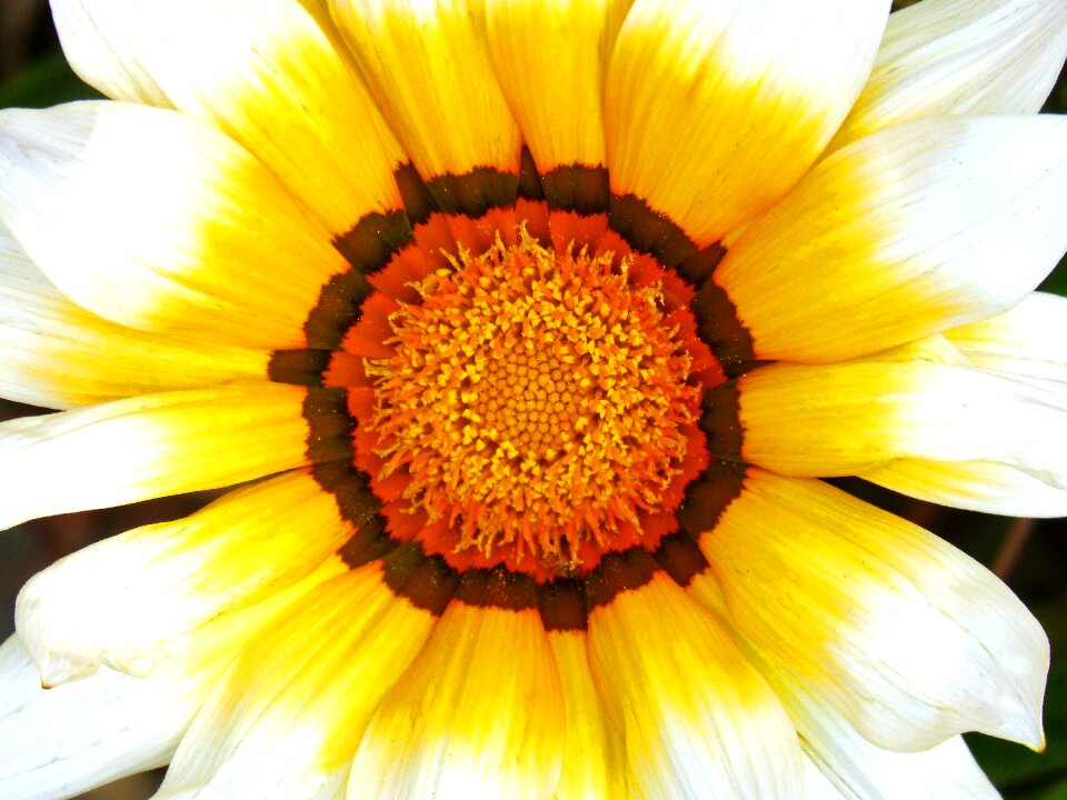 Daisy colorful background